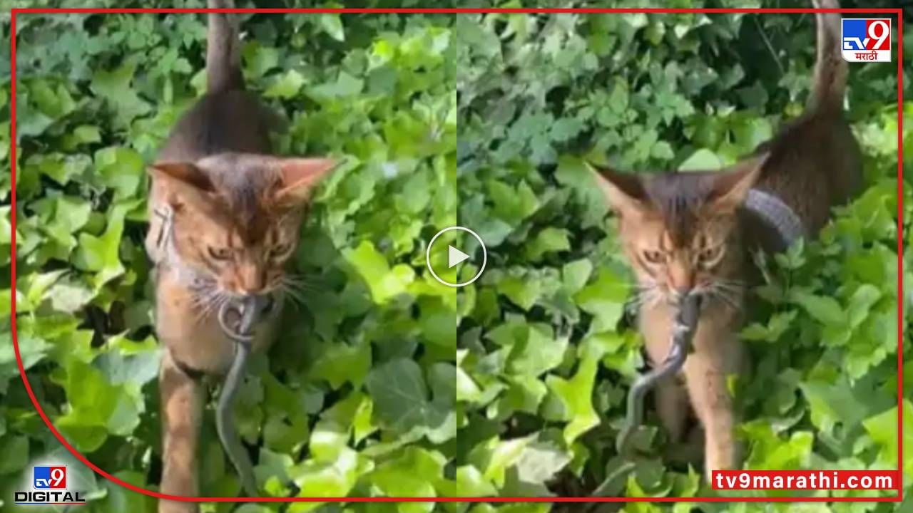 Video : मांजराच्या पिल्लाने केली सापाची शिकार, विश्वास बसत नसेल तर व्हीडिओ पाहा...