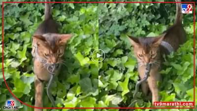 Video : मांजराच्या पिल्लाने केली सापाची शिकार, विश्वास बसत नसेल तर व्हीडिओ पाहा...