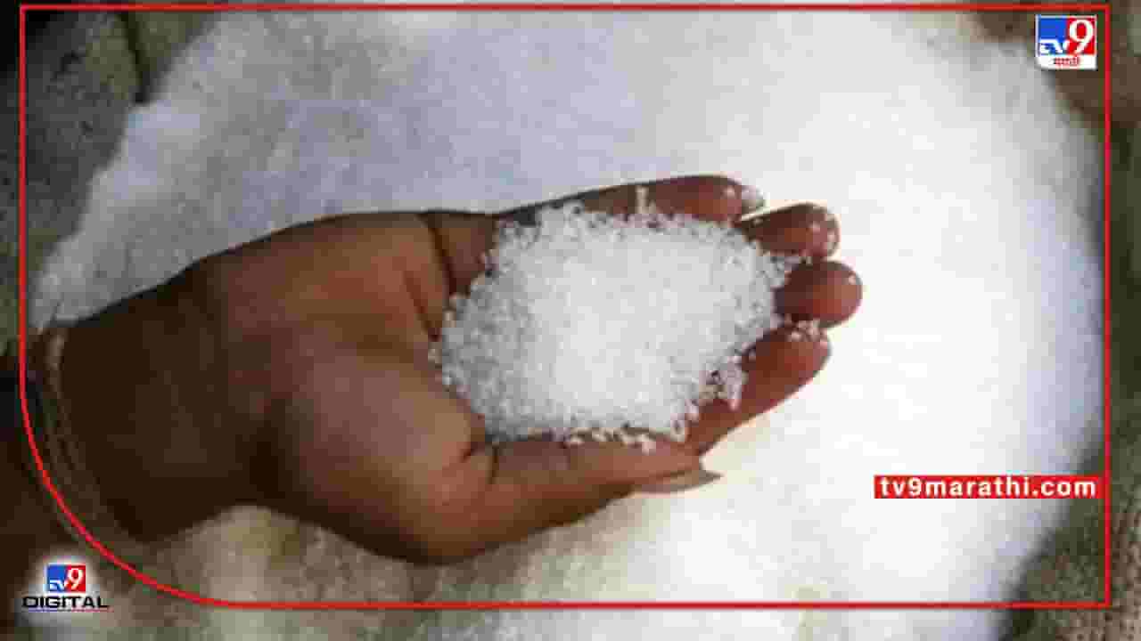 साखर उत्पादनात भारत जगात नंबर वन