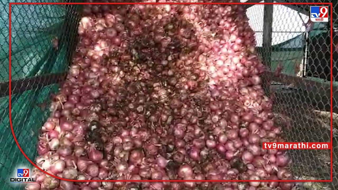Nashik : कष्टाने पिकविलेल्या कांद्यावर वैऱ्याची नजर, युरिया मिश्रीत पाणी टाकल्याने कांदा नासला