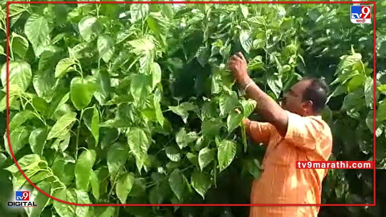 Success Story : पीक पध्दतीत बदलाने उत्पादनात वाढ अन् हाताला काम, इगतपुरीच्या शेतकऱ्याने करुन दाखवलं!