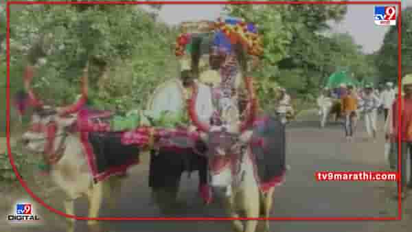 Video : Gondia | पेट्रोल शंभरीपार, कशी आणणार कार? मग काय 25 बैलगाड्यातूनच नवरोबांनी गाठलं नवरीचं दार!