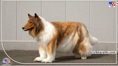 Trending:एका माणसाची कुत्रा होण्याची गोष्ट, 11 लाख रुपये केले खर्च, जपानच्या विक्षिप्त माणसाचा भन्नाट किस्सा..