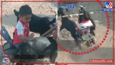 Viral Video: कार्टं लई वाढाव! बोकडाची केली बैलगाडी अन् पडलं उलथून...