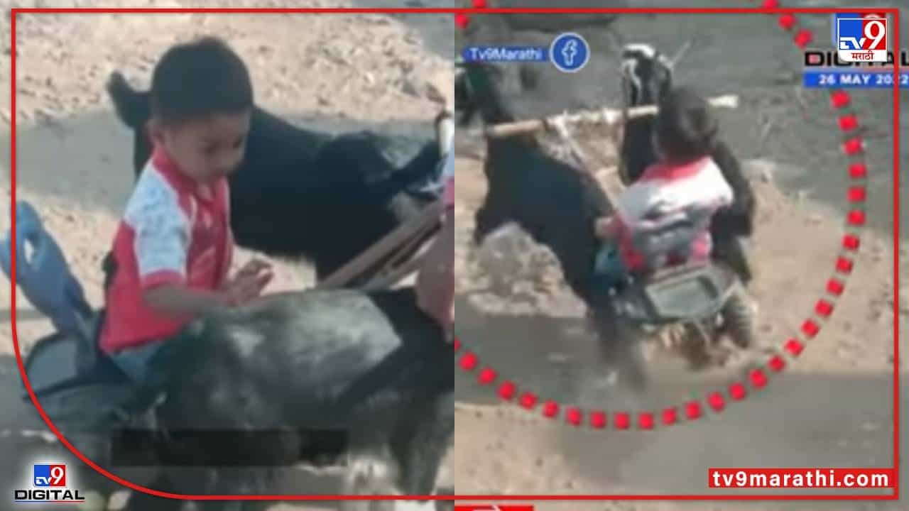 Viral Video: कार्टं लई वाढाव! बोकडाची केली बैलगाडी अन् पडलं उलथून...