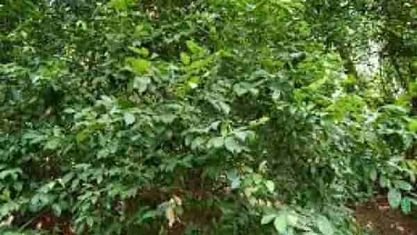 Thane| ठाणेकरांनो रस्त्यावरून चालताय... सावधान! शहरात 103 झाडे धोकादायक