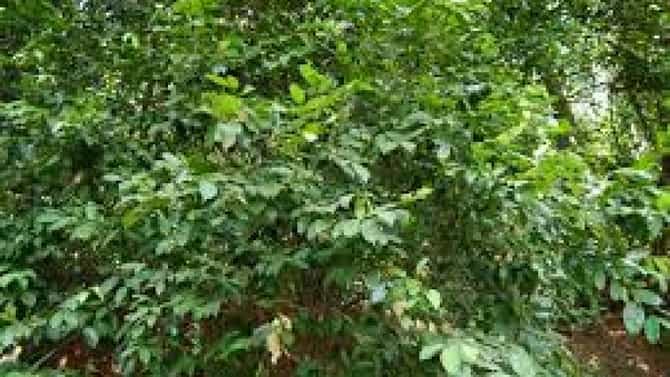 Thane| ठाणेकरांनो रस्त्यावरून चालताय... सावधान! शहरात 103 झाडे धोकादायक