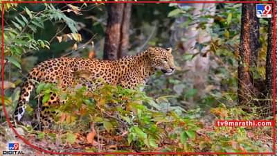 Pune Leopard attack : तीन वर्षाच्या चिमुरड्यावर हल्ला करणारा बिबट्या जेरबंद; वढू बुद्रुक गावात अंगणात खेळ असताना केला होता हल्ला