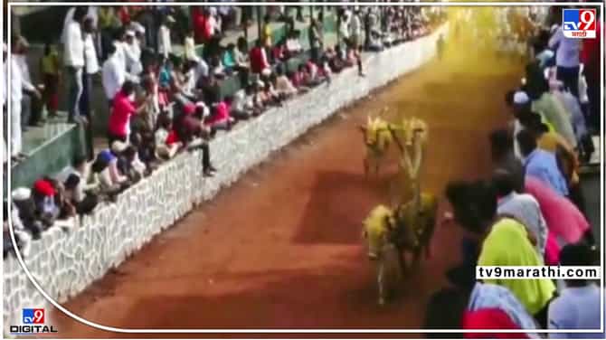 Pune Bullock cart race : तब्बल दोन हजारांहून जास्त बैलगाडा मालक सहभागी; पिंपरी चिंचवडमधली सर्वांत मोठी बैलगाडा शर्यत पाहिली?