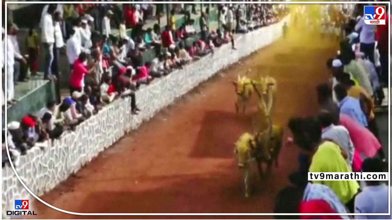 Pune Bullock cart race : तब्बल दोन हजारांहून जास्त बैलगाडा मालक सहभागी; पिंपरी चिंचवडमधली सर्वांत मोठी बैलगाडा शर्यत पाहिली?