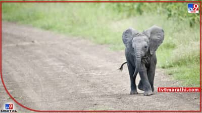 Viral: छोटा बच्चा जानके हमको न आँख दिखाना रे, छोटुसा पक्षी आणि एवढा मोट्टा हत्ती! वायरल झालेली स्टोरी