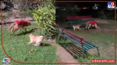 Video : थोडा-थोडा भागा भागासा! लहानग्याने मोठ्या कुत्र्याला पळवून पळवून दमवलं, पाहा व्हीडिओ...