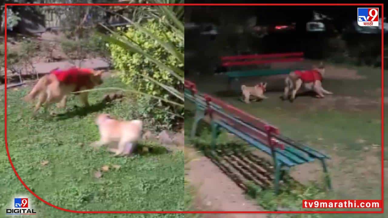 Video : थोडा-थोडा भागा भागासा! लहानग्याने मोठ्या कुत्र्याला पळवून पळवून दमवलं, पाहा व्हीडिओ...