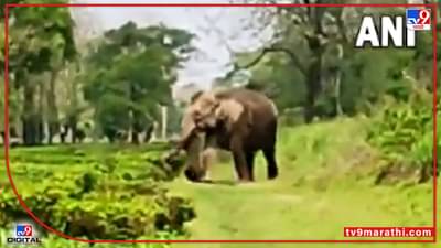 Video : मृत पिल्लाला घेऊन हत्तीणीची फरफट, मन हेलावणारा व्हीडिओ सोशल मीडियावर व्हायरल...