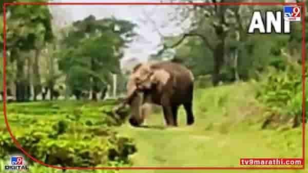 Video : मृत पिल्लाला घेऊन हत्तीणीची फरफट, मन हेलावणारा व्हीडिओ सोशल मीडियावर व्हायरल...
