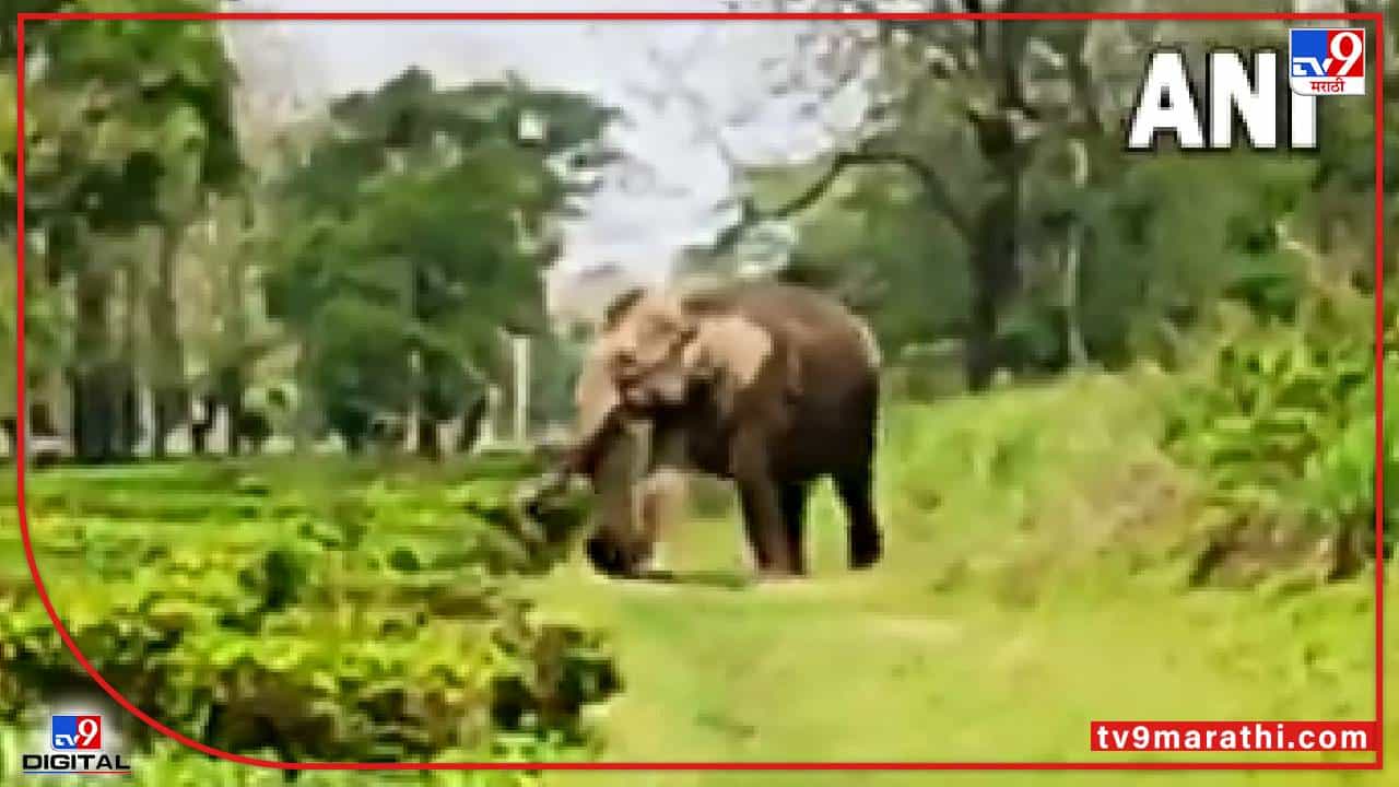 Video : मृत पिल्लाला घेऊन हत्तीणीची फरफट, मन हेलावणारा व्हीडिओ सोशल मीडियावर व्हायरल...