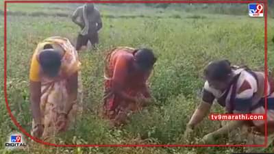 Konkan Chilly : मालवणी मिरचीचा ठसका उठण्यापूर्वीच बाजार उठला, उत्पदनावर नेमका परिणाम कशाचा ?