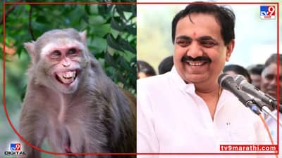 Video : माकडाला काय करु शकत नाही आपण, ते हनुमानाचा अवतार, जयंत पाटलांच्या विधानानं हास्यकल्लोळ