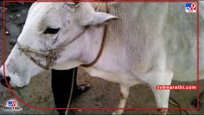 Diphtheria : घटसर्प जनावरांमधला जीवघेणा आजार, लक्षणे अन् काय आहेत उपाय?