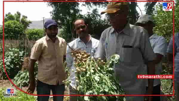 Groundnut : हंगामी पिकांचे उत्पादन वाढीसाठी व्यवस्थापनच गरजेचे, कृषी शास्त्रज्ञांचा शेतकऱ्यांना काय सल्ला ?