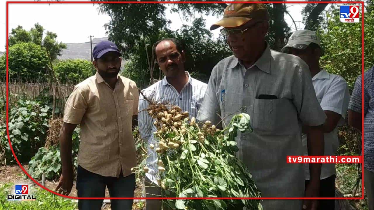 Groundnut : हंगामी पिकांचे उत्पादन वाढीसाठी व्यवस्थापनच गरजेचे, कृषी शास्त्रज्ञांचा शेतकऱ्यांना काय सल्ला ?