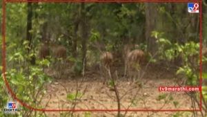 Bhandara Tiger | भंडाऱ्यातील आलेसुरात वाघाची दहशत, 8 जनावरांना बनविले भक्ष्य, वाघाचा बंदोबस्त कसा करणार?