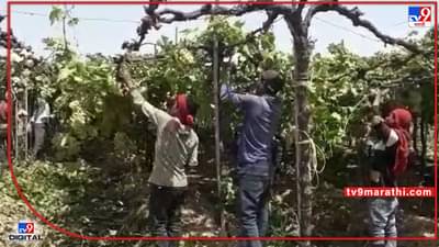 Vineyard : 10 वर्ष बाग जोपासली अन् एका दिवसात द्राक्षाच्या घडासह बांधावर फेकली, अवकाळीने तोंडचा घास हिसकावला