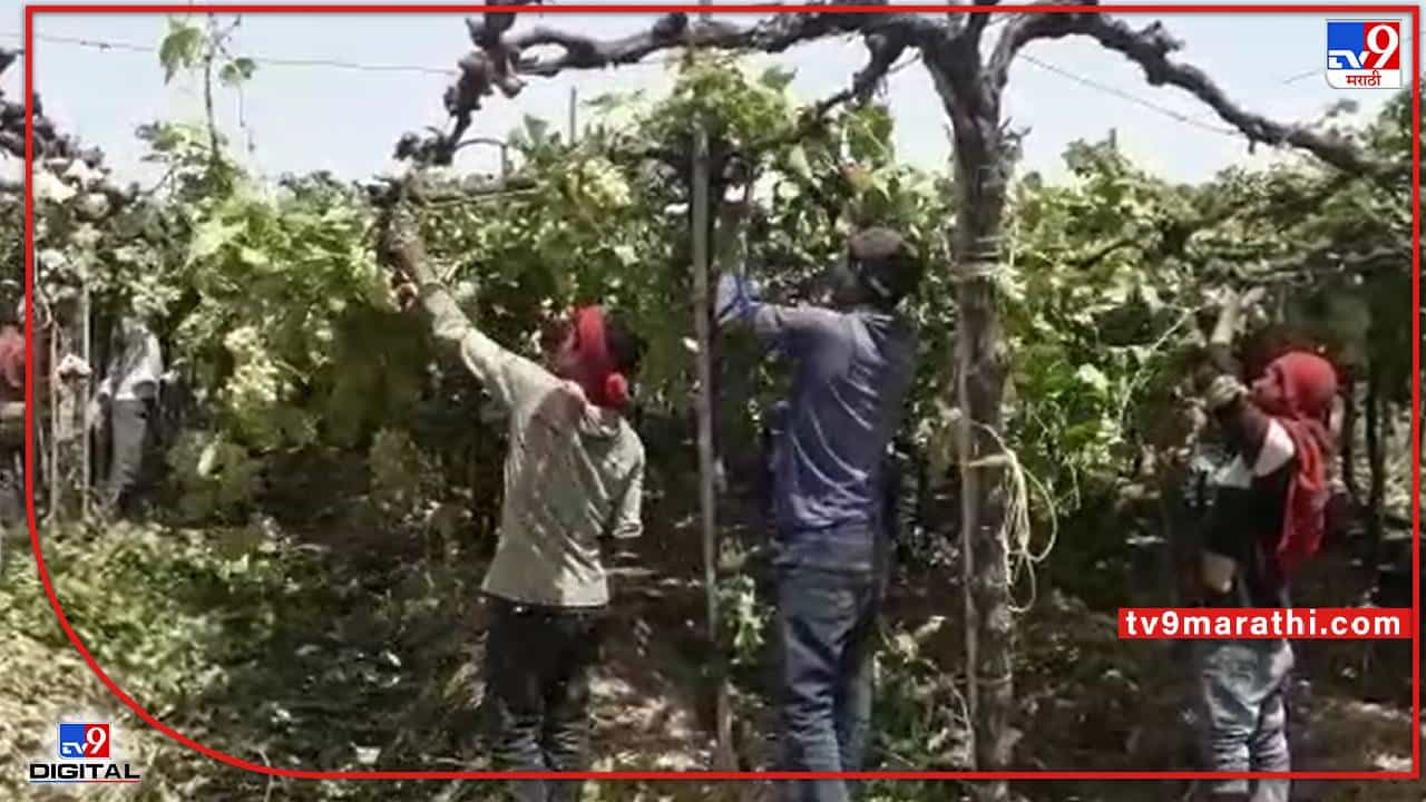 Vineyard : 10 वर्ष बाग जोपासली अन् एका दिवसात द्राक्षाच्या घडासह बांधावर फेकली, अवकाळीने तोंडचा घास हिसकावला