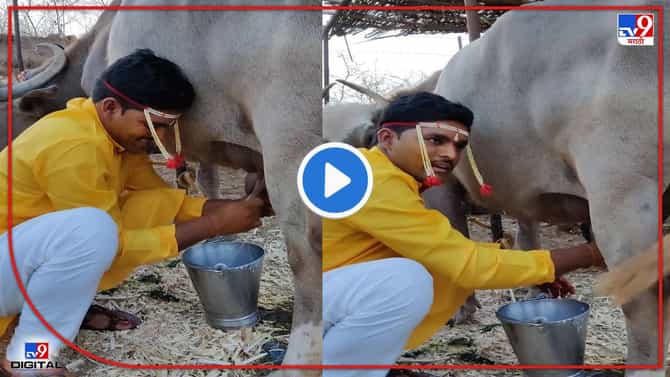 Buldhana Video : कपाळावर बाशिंग, नवरदेव काढतोय म्हशीचं दूध, बुलडाण्यातल्या व्हिडिओची सोशल मीडियावर चर्चा