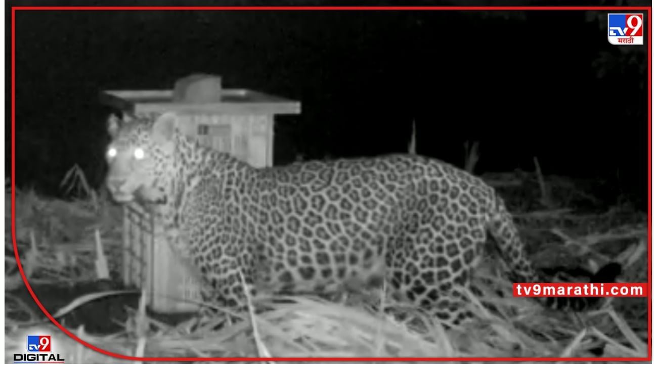 Pune Leopard : ...अन् असा केला बिबट्याच्या पिल्लाचा बचाव; पाहा, पुण्यातल्या डुंबरवाडी शिवारातला 'हा' Exclusive Video