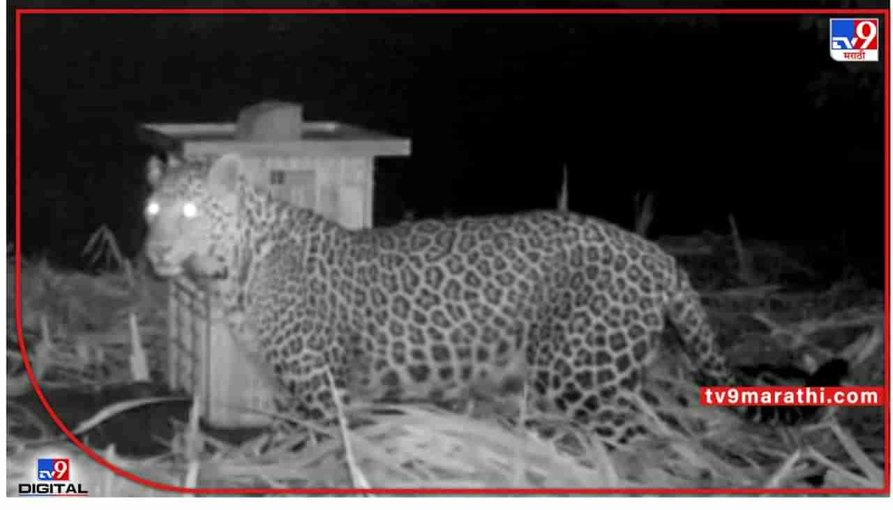 Pune Leopard : ...अन् असा केला बिबट्याच्या पिल्लाचा बचाव; पाहा, पुण्यातल्या डुंबरवाडी शिवारातला हा Exclusive Video