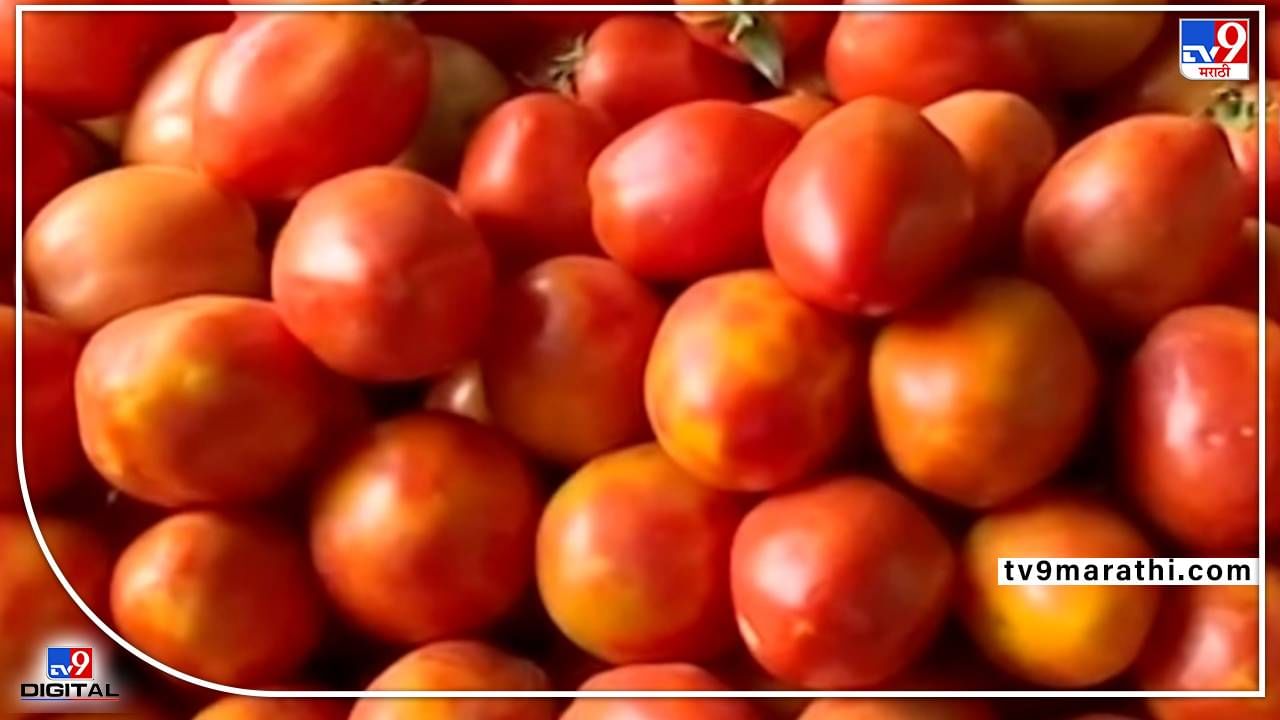Vegetable : टोमॅटो 'लालेलाल', दराच्या तुलनेत पेट्रोलशी स्पर्धा, शेतकरी मात्र त्रस्तच