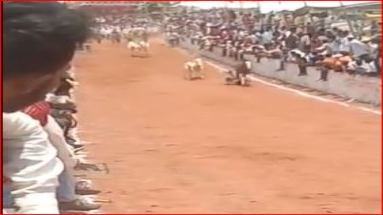 Video| देव तारी त्याला कोण मारी! तरुण आधी घोड्यावरून पडला मग बैलांच्या पायाखाली येता-येता वाचला