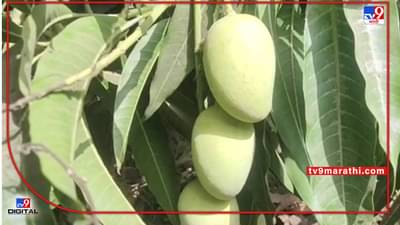 Nandurbar : सेंद्रीय पध्दतीने 21 एकरामध्ये बहरली आमराई, मार्केटमध्येही वेगळाच रुबाब