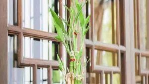 Bamboo plant Vastu Tips: बांबूचं रोप असते जिथे, सुखसमृद्धी नांदते तिथे; वाचा सविस्तर