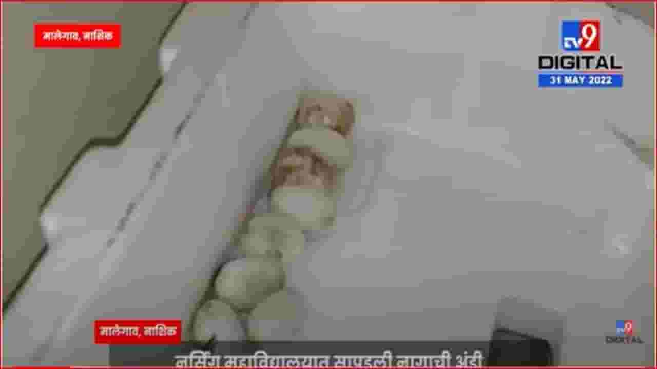 मालेगावमधील नर्सिंग महाविद्यालयात आढळली नागाची अंडी