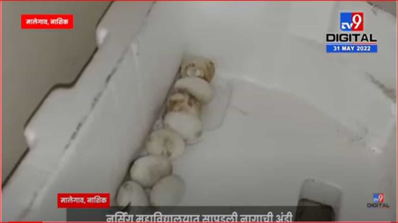 मालेगावमधील नर्सिंग महाविद्यालयात आढळली नागाची अंडी मालेगावमधील नर्सिंग महाविद्यालयात आढळली नागाची अंडी