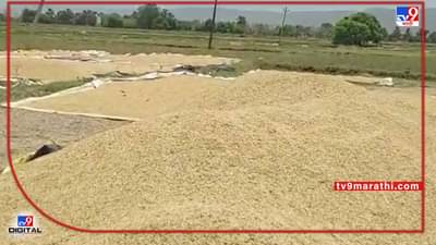 Gadchiroli : धान उत्पादकांना प्रतिक्षा खरेदी केंद्राची, खरेदीविना धान पीक शेत शिवारातच