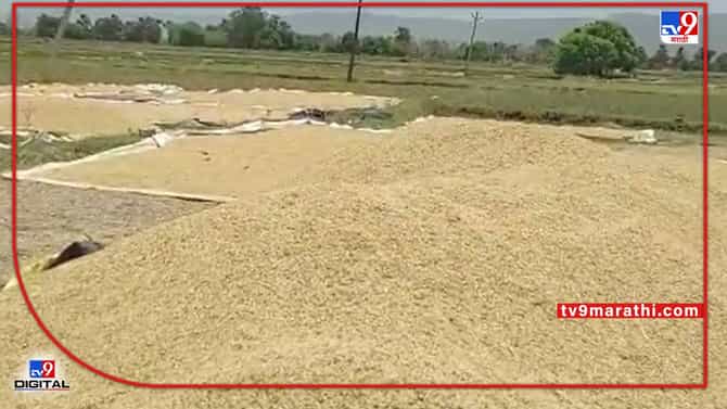Gadchiroli : धान उत्पादकांना प्रतिक्षा खरेदी केंद्राची, खरेदीविना धान पीक शेत शिवारातच