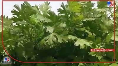 Solapur : 10 किलो कांद्याच्या भावात एक कोथिंबीरीची जुडी, अल्पावधीत विक्रमी उत्पादन