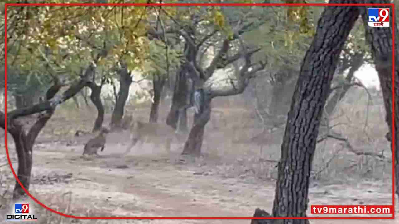 Video : कुत्रा थेट सिंहांशी भिडला, व्हीडिओ पाहून म्हणाल, जंगलाचा राज नेमका कोण?