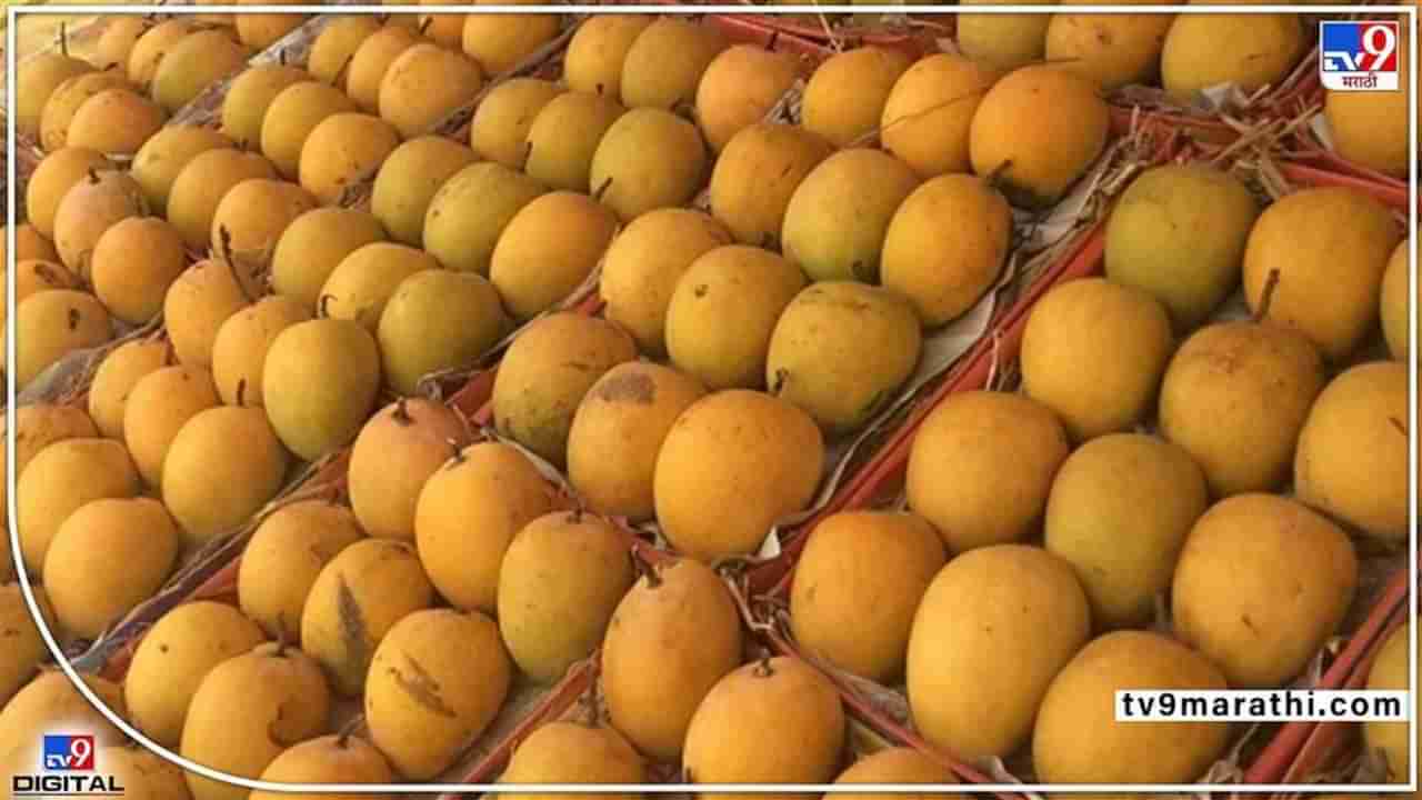 Mango season : आंबाप्रेमींनो, यंदा लवकर संपणार हंगाम! अवकाळी पावसामुळे आंबा बागायतदारांचं मोठं नुकसान