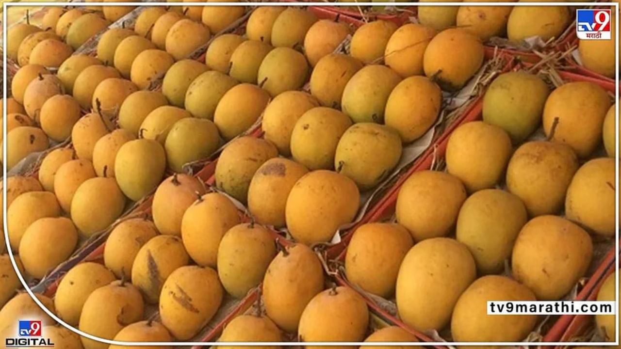 Mango season : आंबाप्रेमींनो, यंदा लवकर संपणार हंगाम! अवकाळी पावसामुळे आंबा बागायतदारांचं मोठं नुकसान