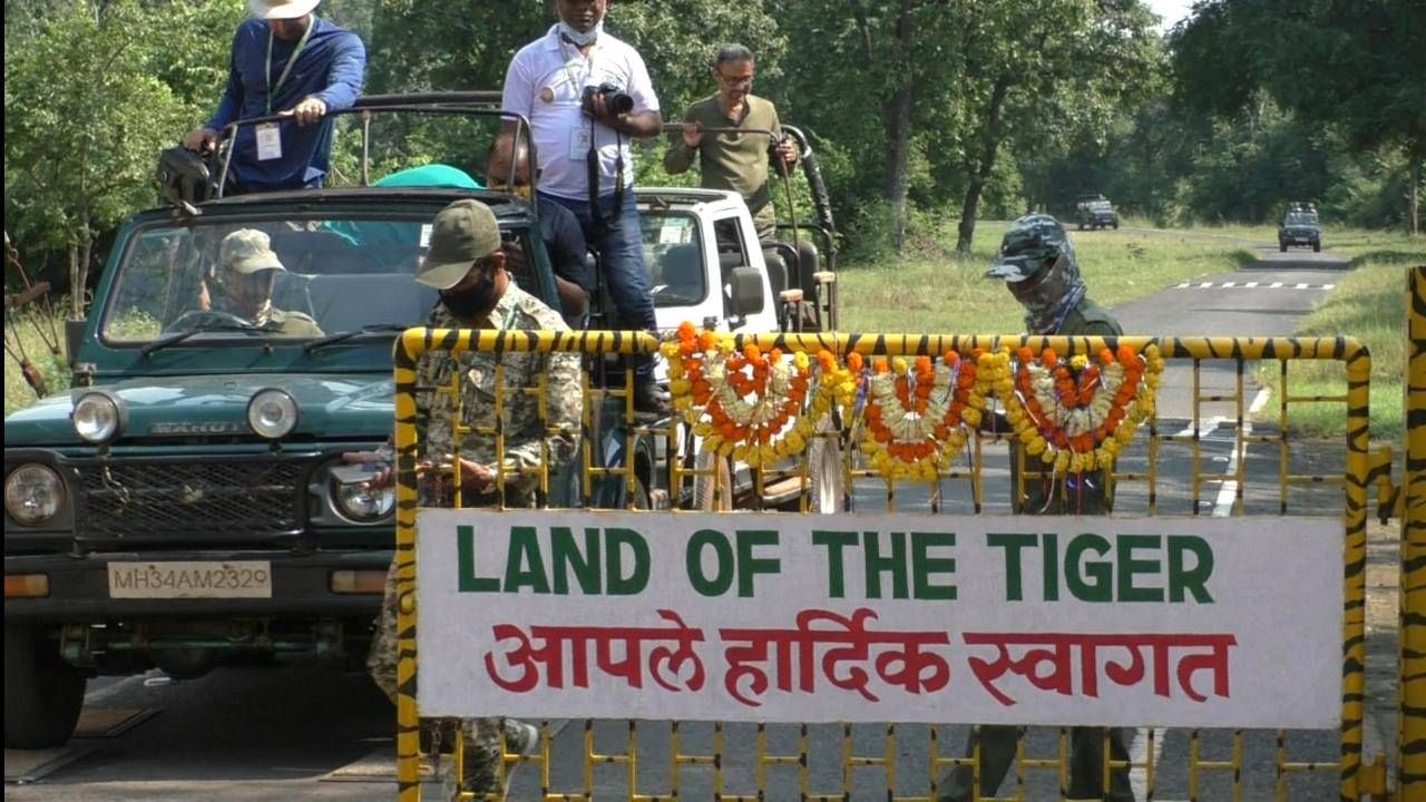 Tadoba Tourism : चंद्रपुरातील ताडोबा पर्यटन उद्यापासून बंद, पावसामुळं कोअर झोनमध्ये भ्रमंती करता येणार नाही