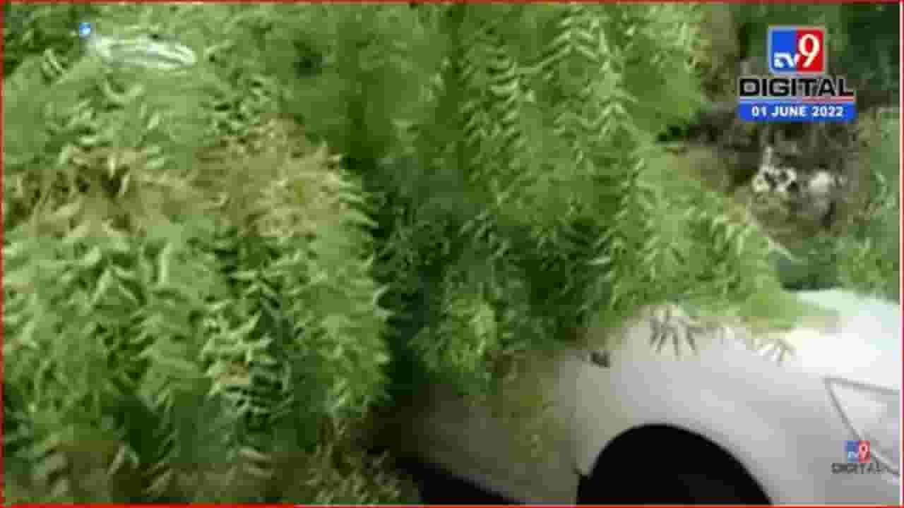 बार्शी: वादळी वाऱ्यासह पाऊस, झाड कोसळून चार दुचाकींसह चारचाकीचा चुराडा बार्शी: वादळी वाऱ्यासह पाऊस, झाड कोसळून चार दुचाकींसह चारचाकीचा चुराडा