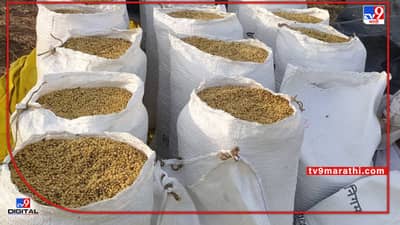 Summer Crop : उन्हाळी सोयाबीन विक्री की साठवणूक..! दरातील चढ-उतरानंतर शेतकरी संभ्रमात,काय आहे सल्ला?