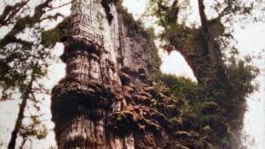 जगातील ग्रेट ग्रँडफादर म्हणून ओळखले जाते 'हे' झाड; वय आहे सुमारे 5000 वर्षांपेक्षा जास्त