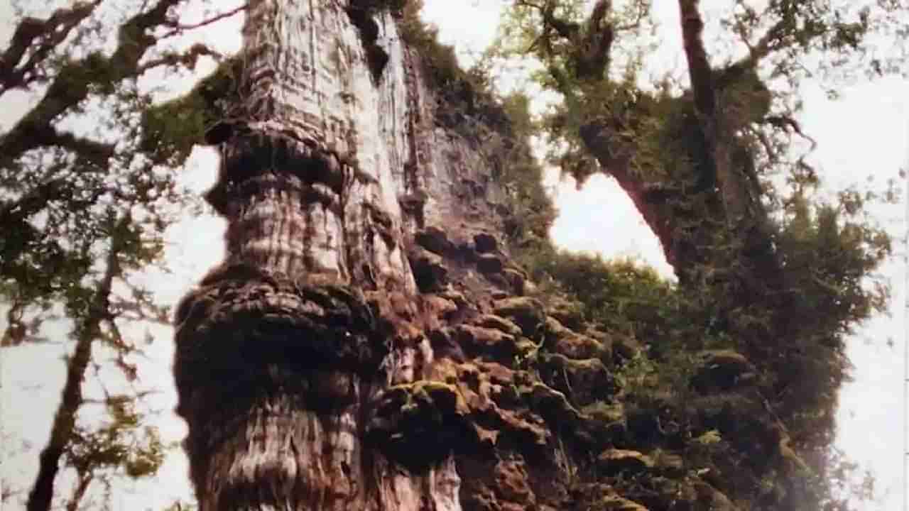 जगातील ग्रेट ग्रँडफादर म्हणून ओळखले जाते हे झाड; वय आहे सुमारे 5000 वर्षांपेक्षा जास्त