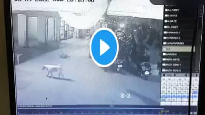 Dog Bite Video : सोसायटीत खेळणाऱ्या चिमुकल्याला कुत्र्याचा चावा, तुमचीही मुलं खेळायला जातात? मग व्हिडिओ पाहाच
