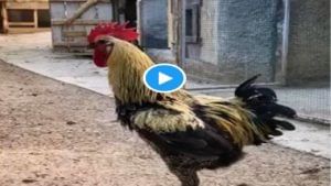 Video : कोंबडा आरवला अन् धमाका झाला! व्हिडीओ पाहून तुम्हीही खळखळून हसाल, पाहा व्हायरल Video